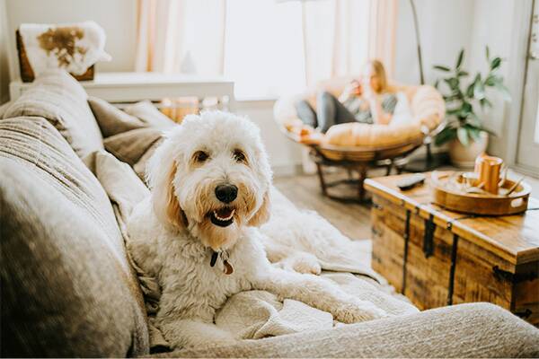 white dog on sofa looking at camera