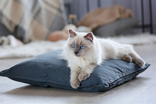 Cat on pillow