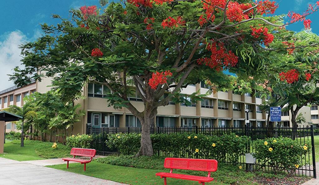 Waena apartments with flowering tree